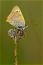 Lycaena phlaeas [ND]