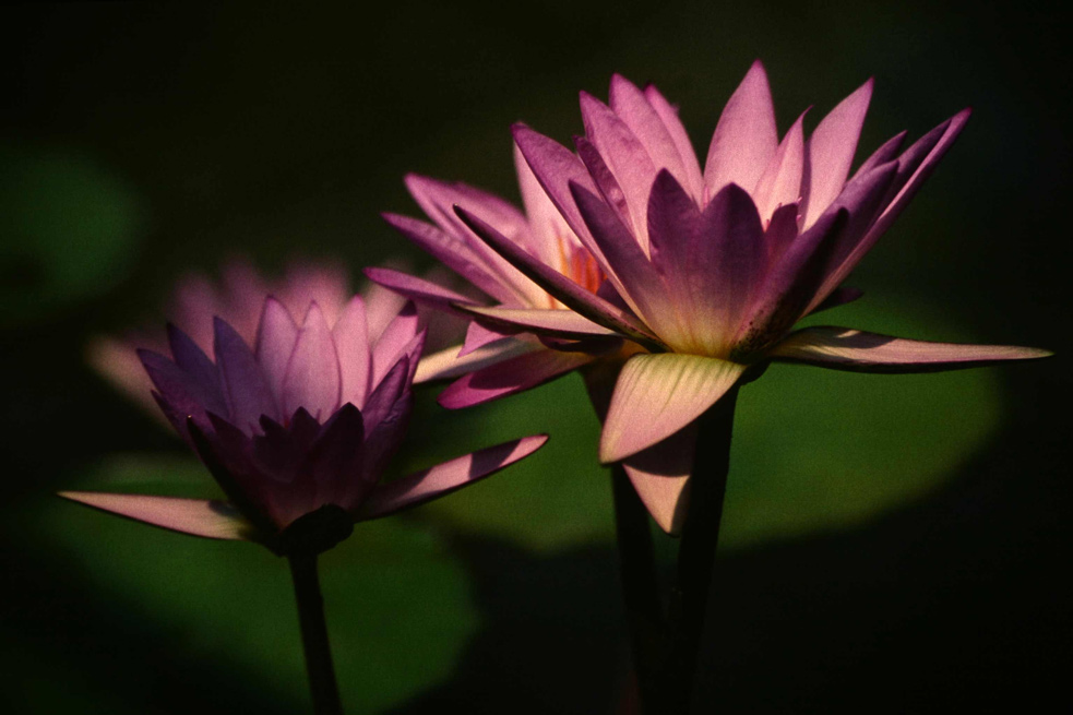 seerose ND