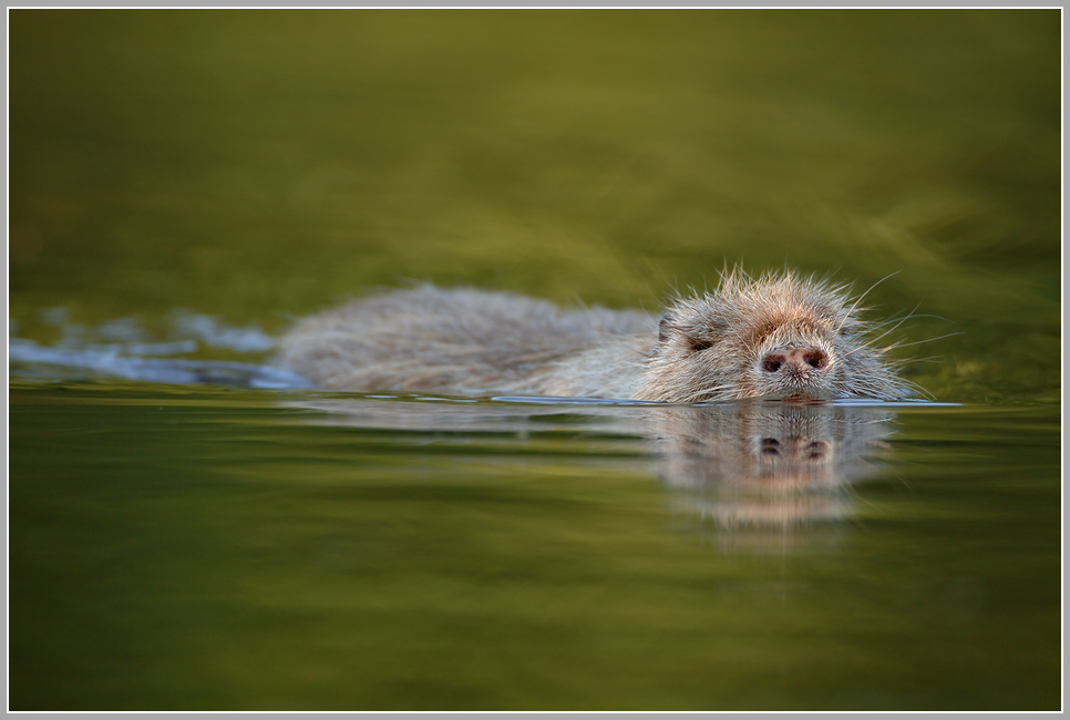 Nutria (Myocastor coypus)