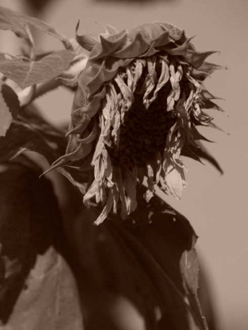 ND: Nazgul