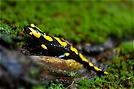 Salamander [ND]