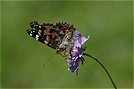 Distelfalter ND