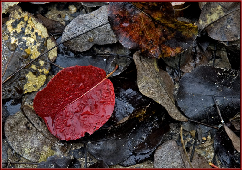 Herbstboten, KD