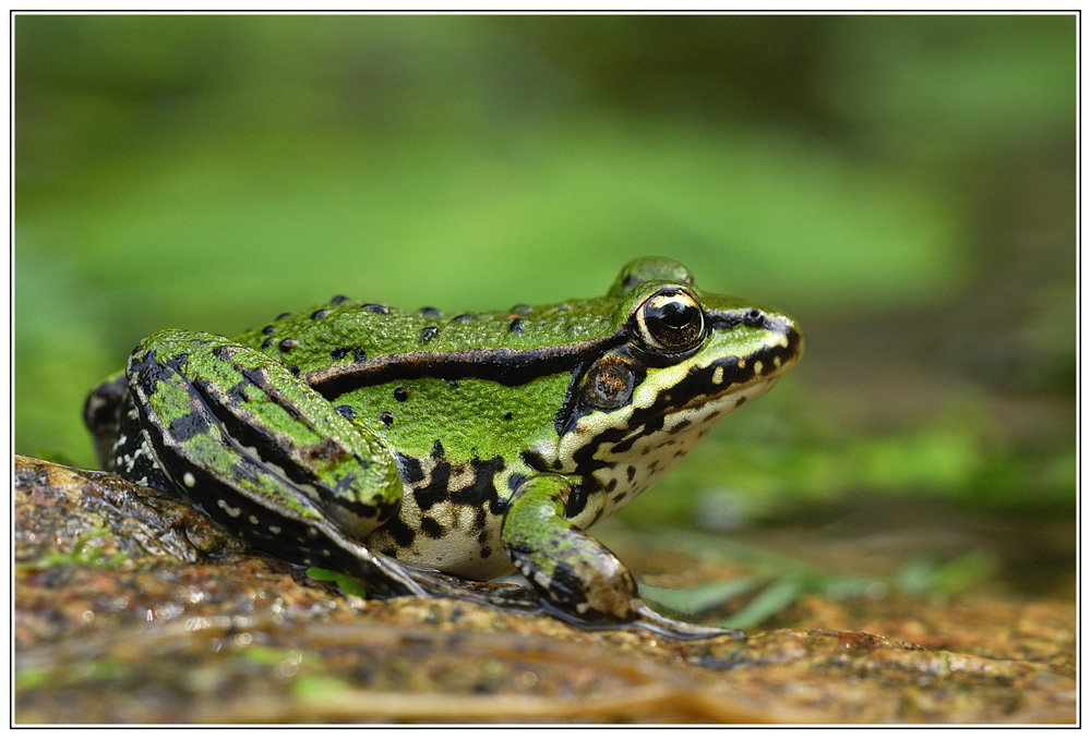 Wasserfrosch  ND