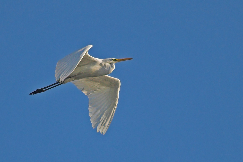 Silberreiher im Flug