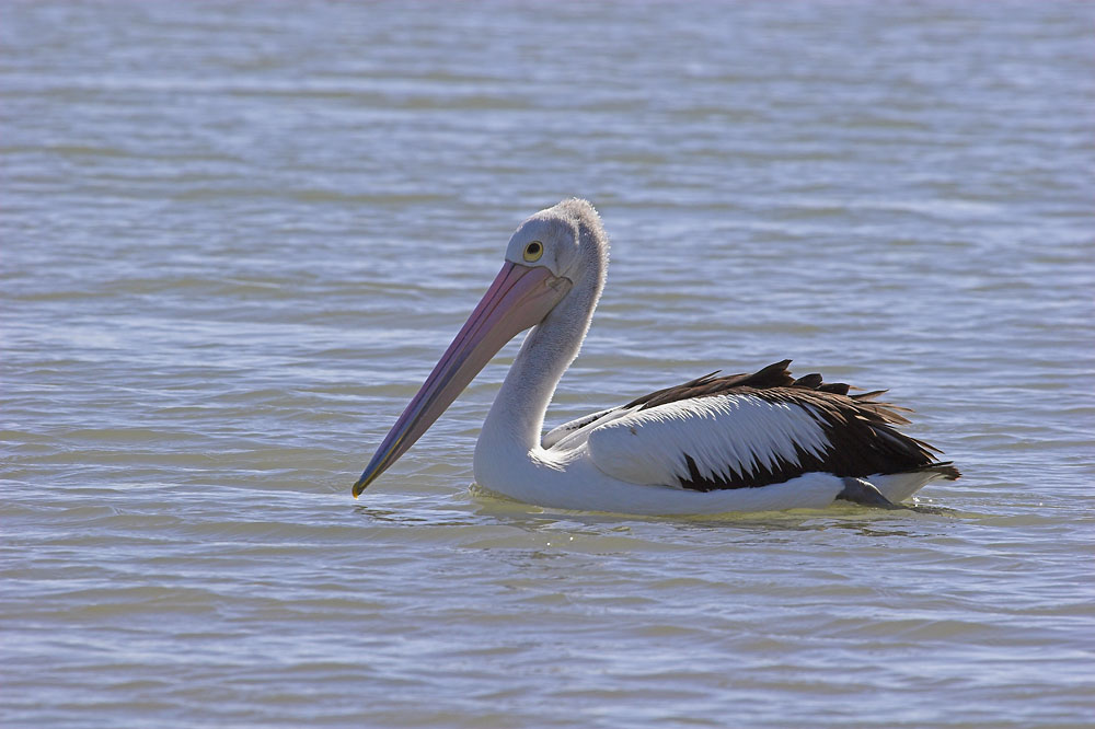 Australian Pelican ND
