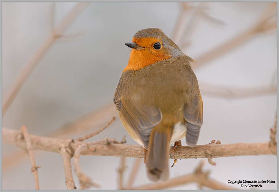 Rotkehlchen (Erithacus rubecula)