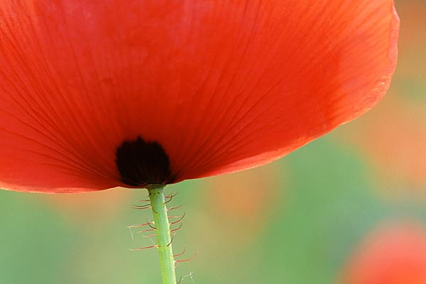 Mohn