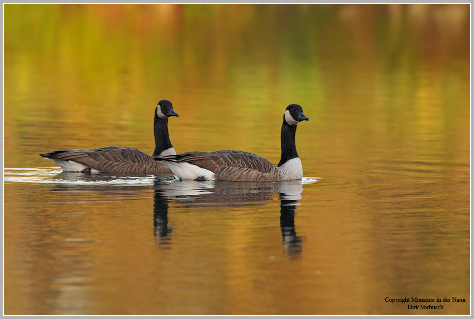 Kanadagans (Branta canadensis)