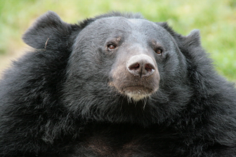 Kragenbär
