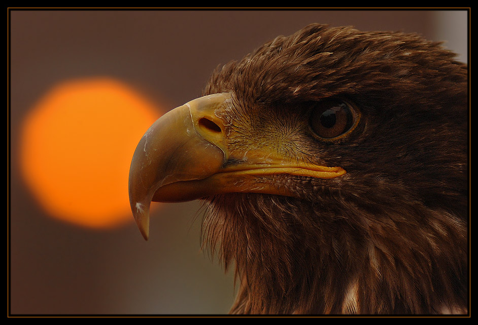 Adlerportrait