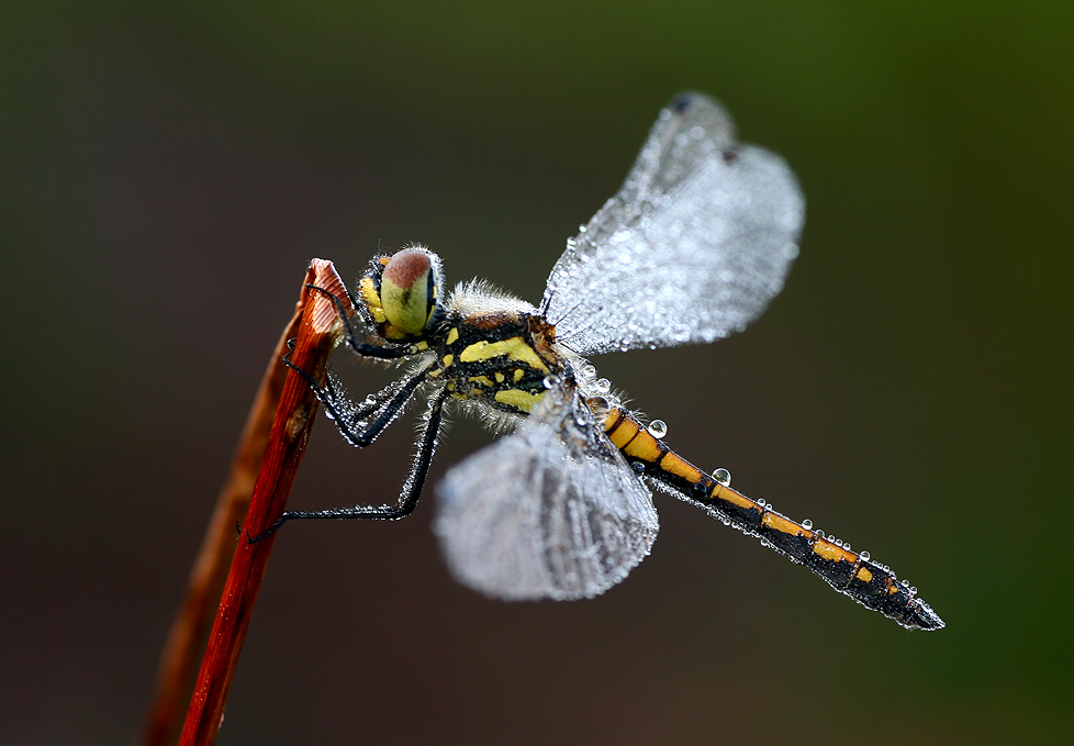 Schwarze Heidelibelle ND