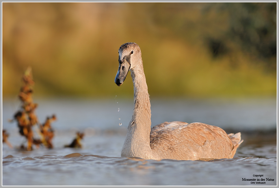 Höckerschwan (Cygnus olor)