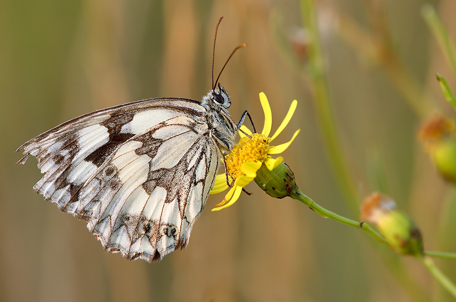 Schachbrettfalter