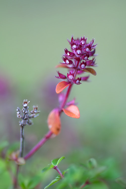 Wilder Thymian (Thymus serpyllum) ND