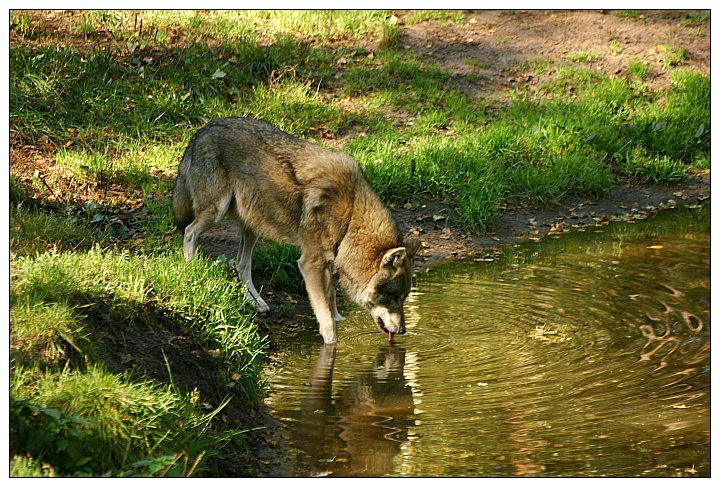 Europäischer Wolf - ZO