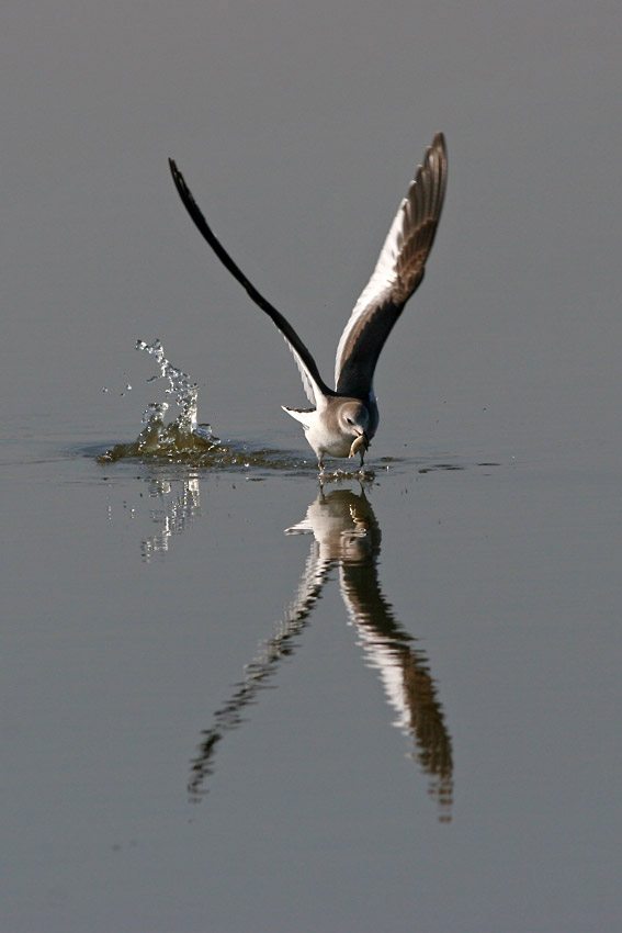 Schwalbenmöwe jung ND