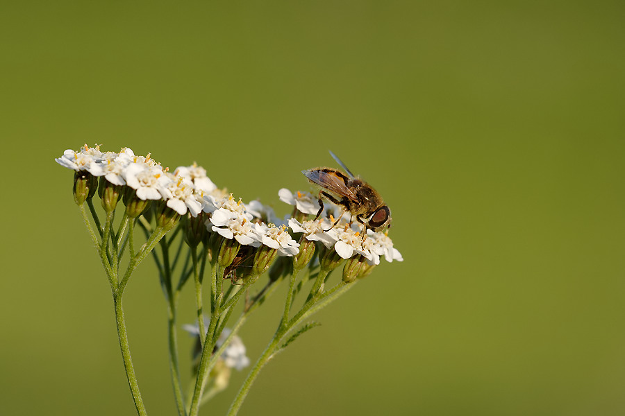 schwebefliege ND