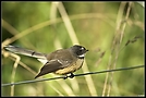 Fantail [ND]