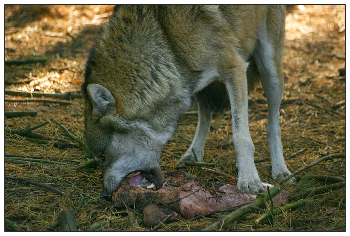 Europäischer Wolf - ZO