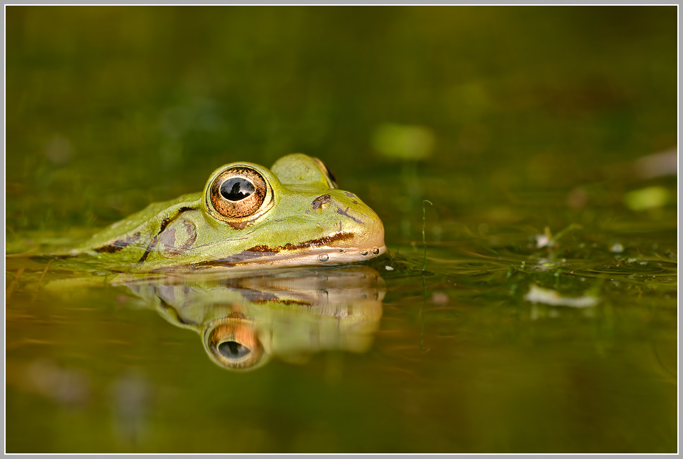 Wasserfrosch (Rana esculenta)