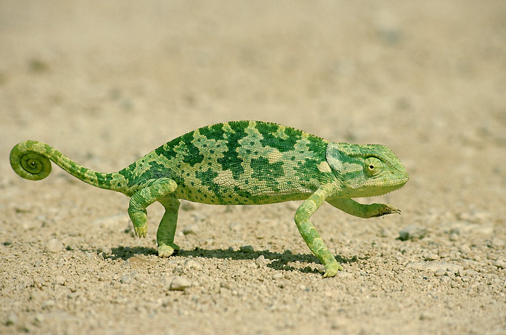 Spaziergang in Etosha