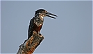Giant Kingfisher