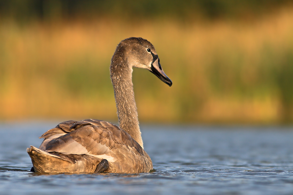 juv. Höckerschwan (ND)