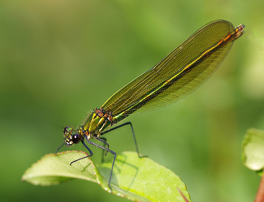 Prachtlibelle, Weibchen