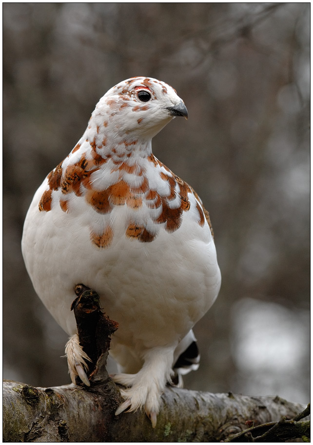 Moorschneehuhn