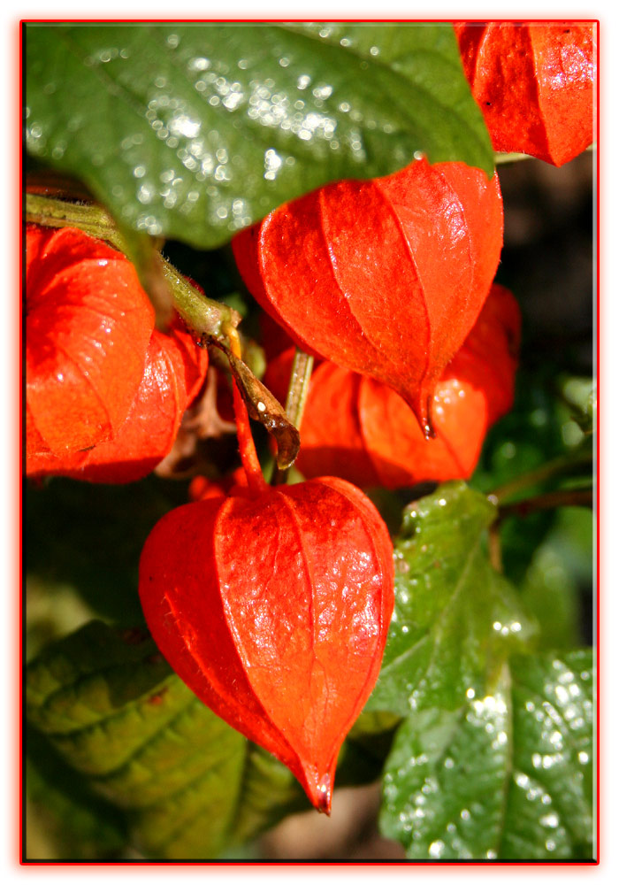 lAMPIONBLUME (Physalis alkekengi)