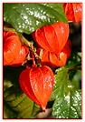 lAMPIONBLUME (Physalis alkekengi)
