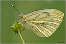 Grünaderweißling (Pieris napi)