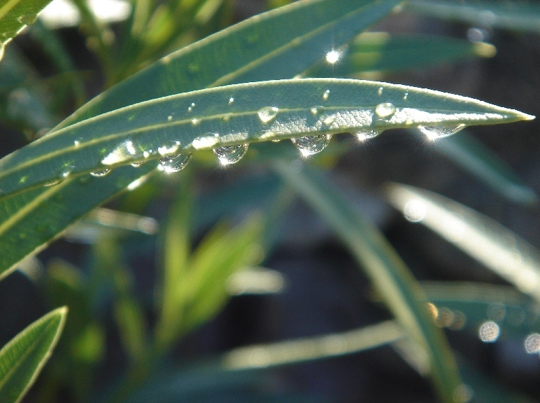 Wassertropfen