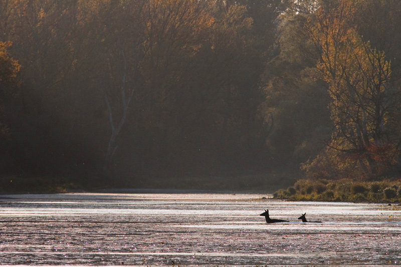Der Herbst