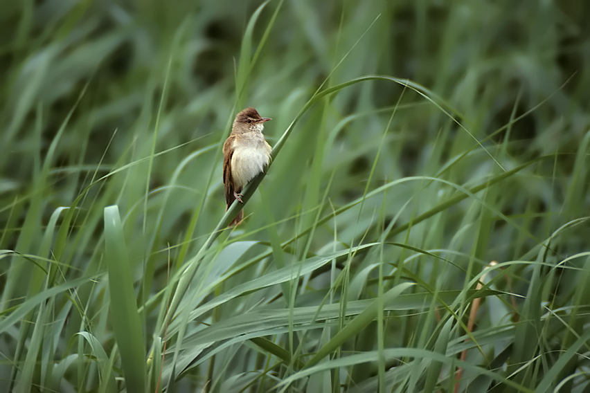 Habitat