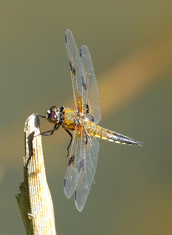 Vierflecklibelle