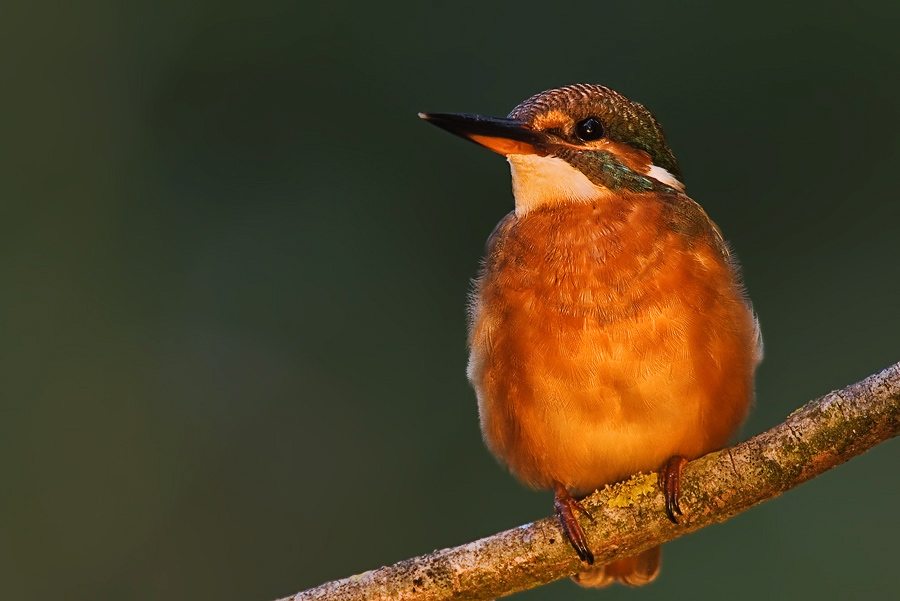 Eisvogel