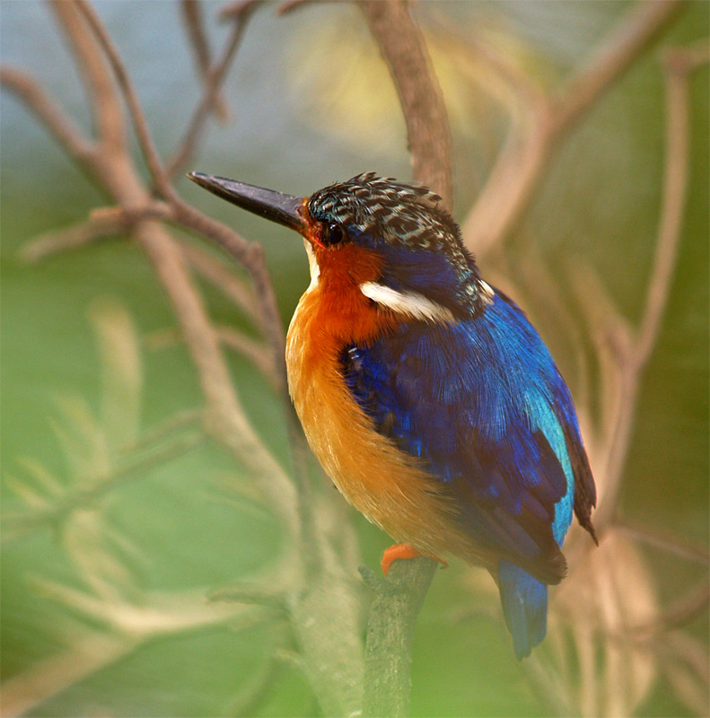 Eisvogel