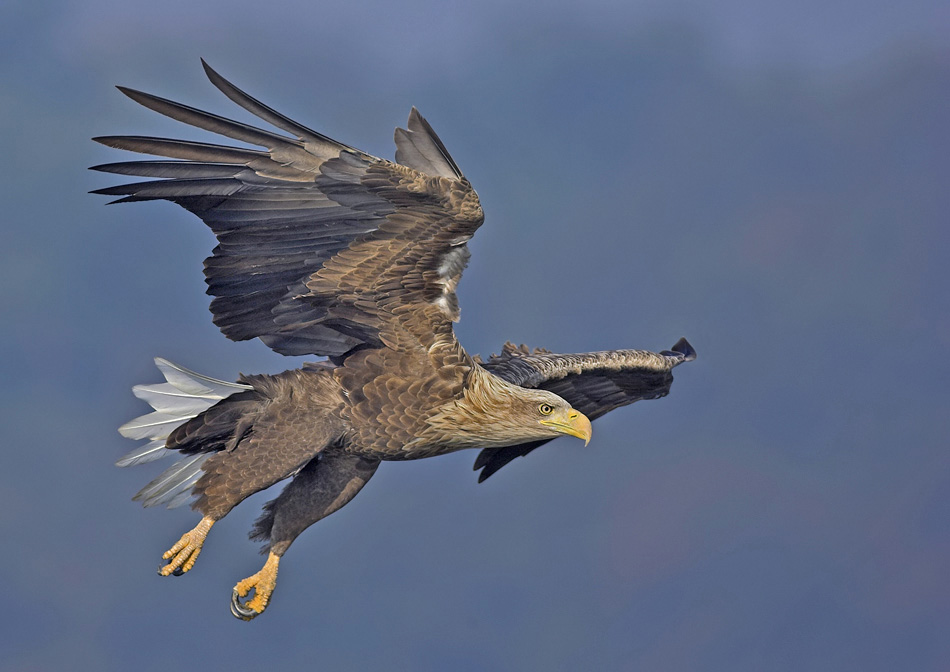 Seeadler