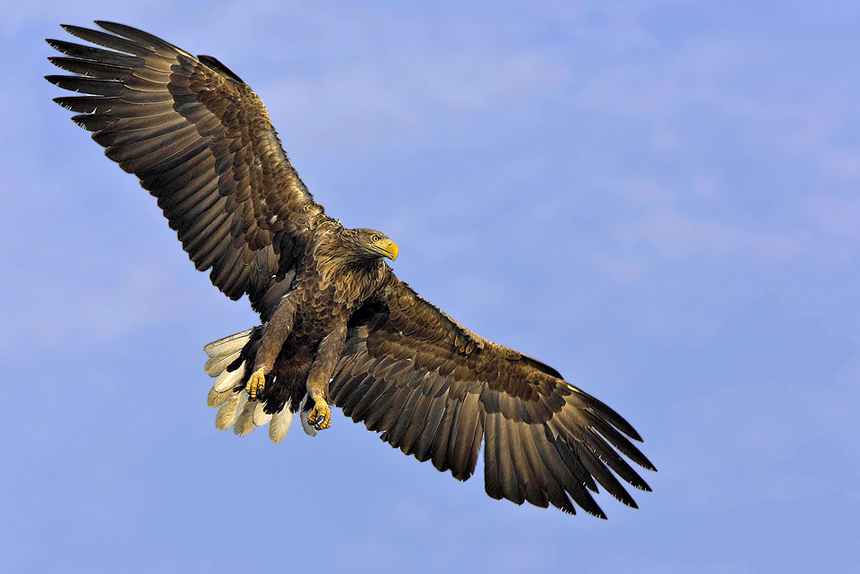 König der Lüfte ........ND