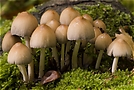 unbekannter Pilz