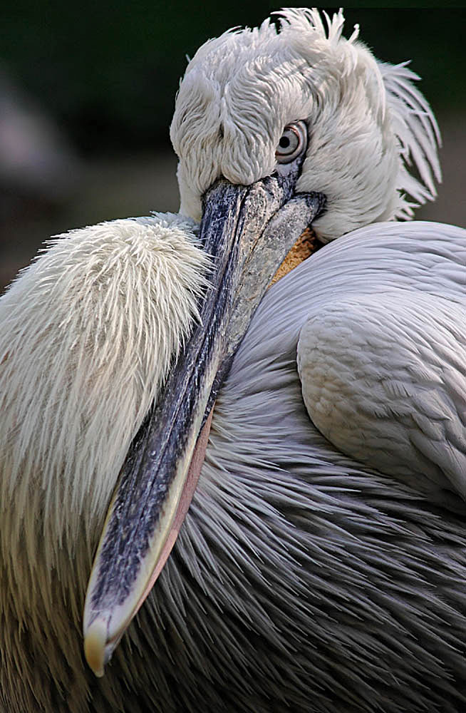 Zo: Pelikan