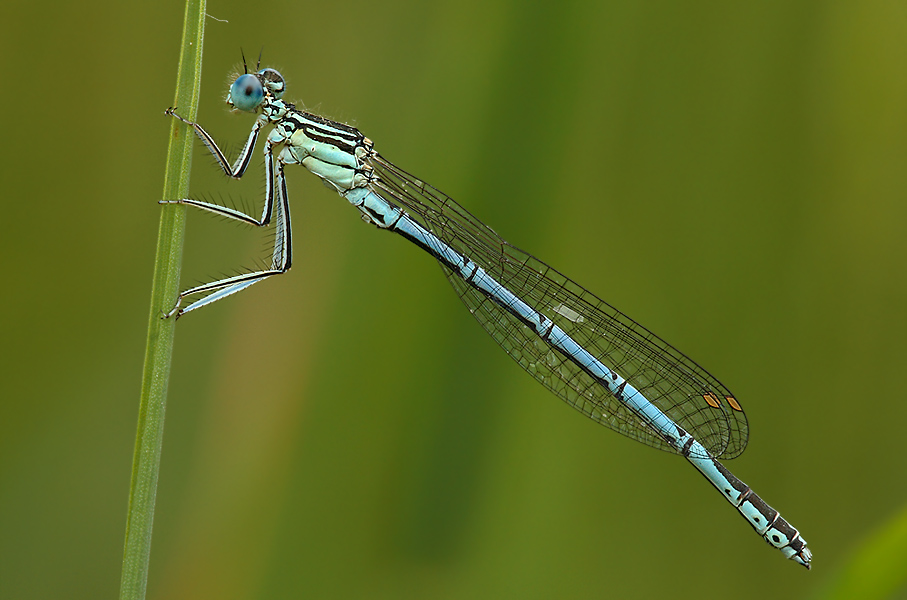 KD Federlibelle