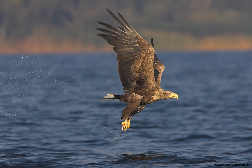 nochmal Seeadler