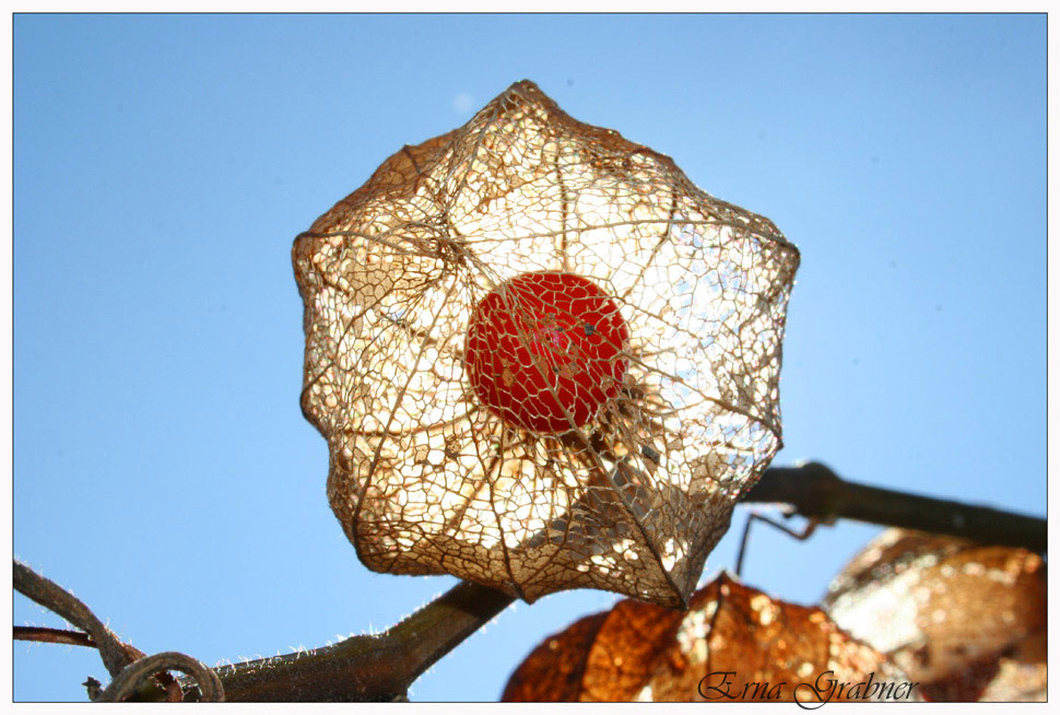 LAMPIONBLUME (Physalis alkekengi)