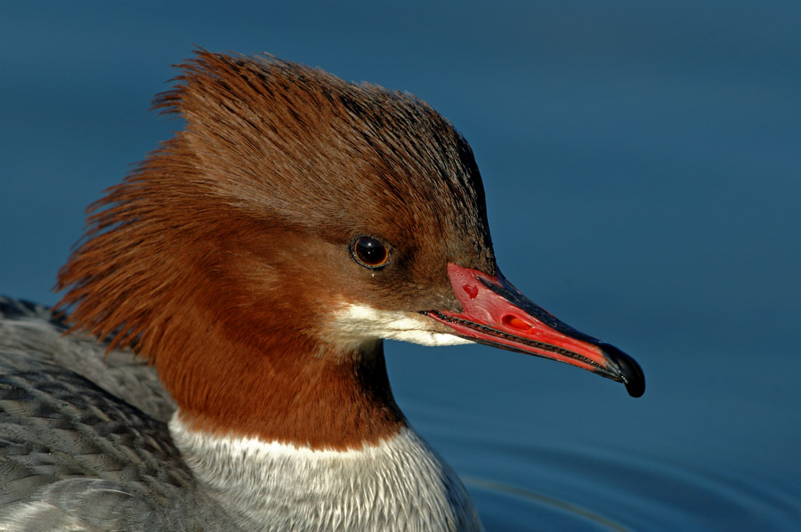 Gänsesäger