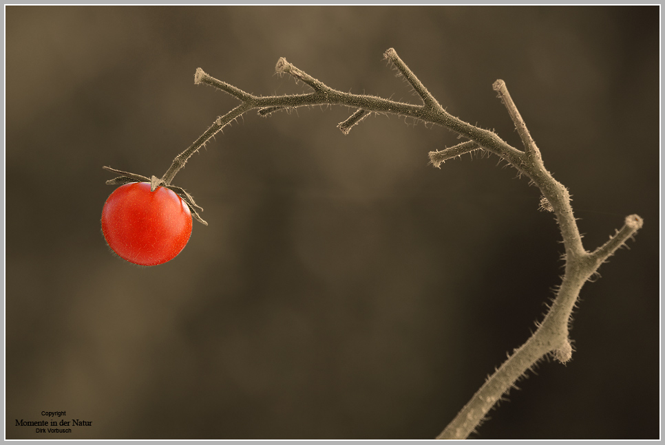 Letzter Gruß des Sommers, Tomatenzweig