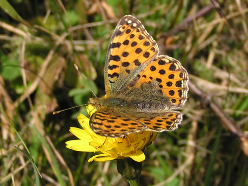 Kleiner Perlmuttfalter (Issoria lathonia)