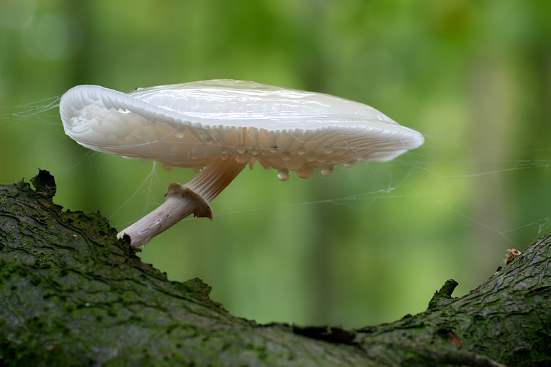 Buchenschleimrübling ND